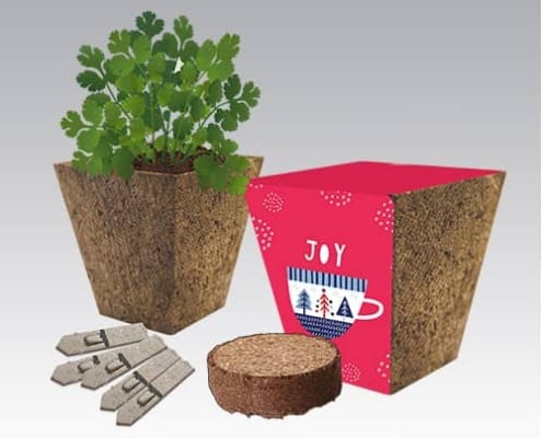 Joyous Noel Seed Kit