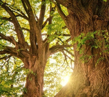Shot of Trees with Sun Shining through branches