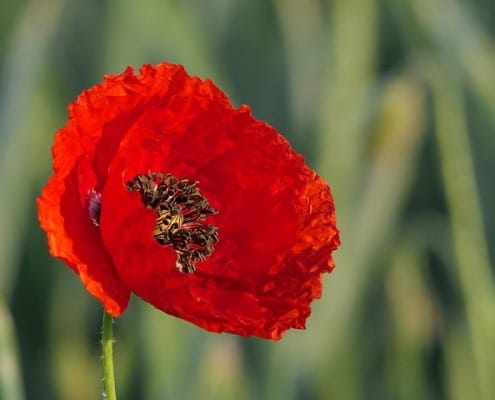 Red Poppy Flower