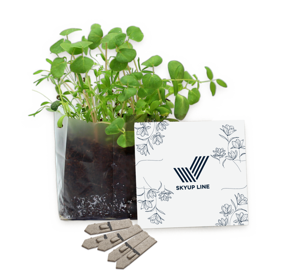 Letterbox Garden Seed KIt