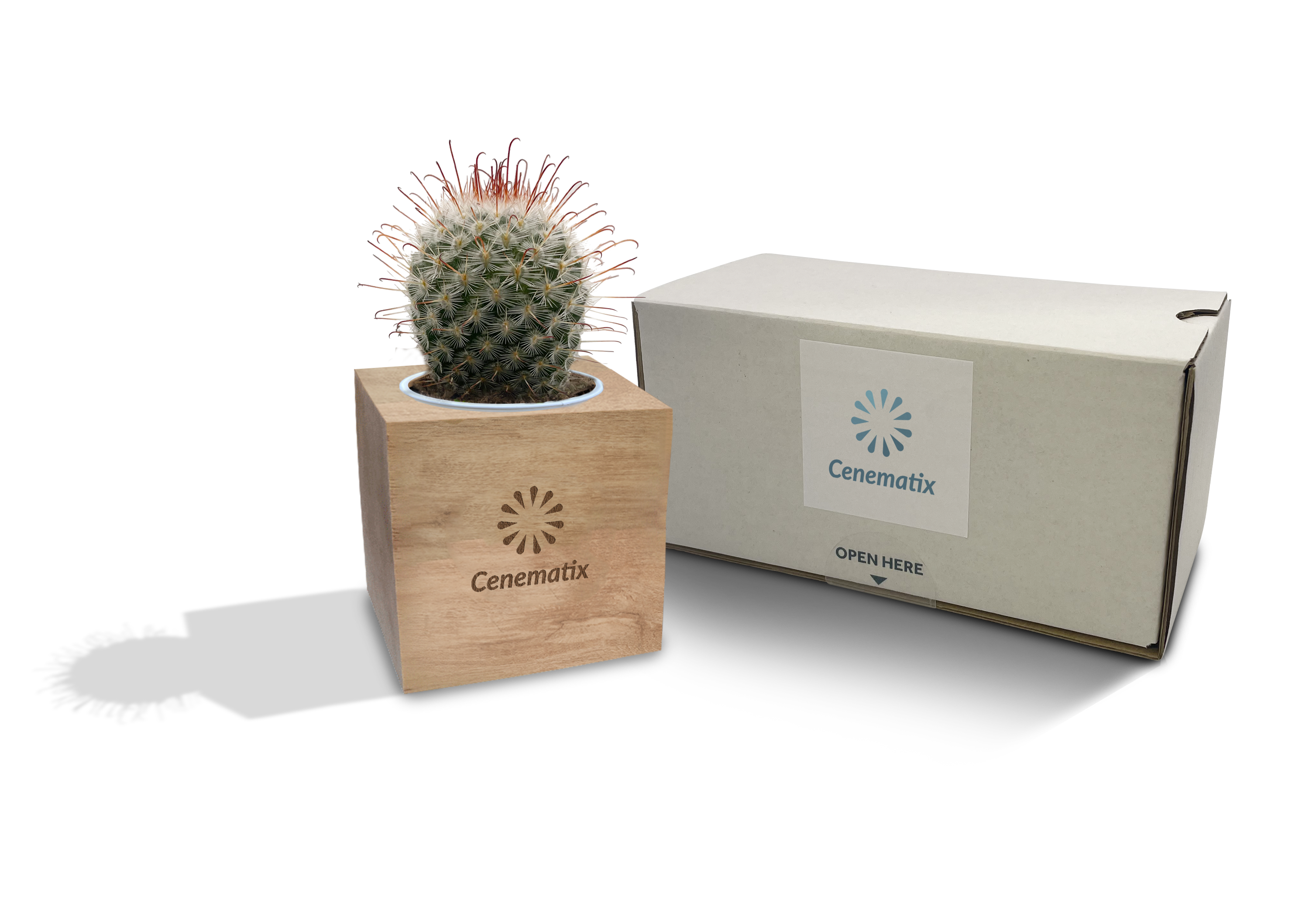 Live Plants- Cacti with Wooden Cube POtBox
