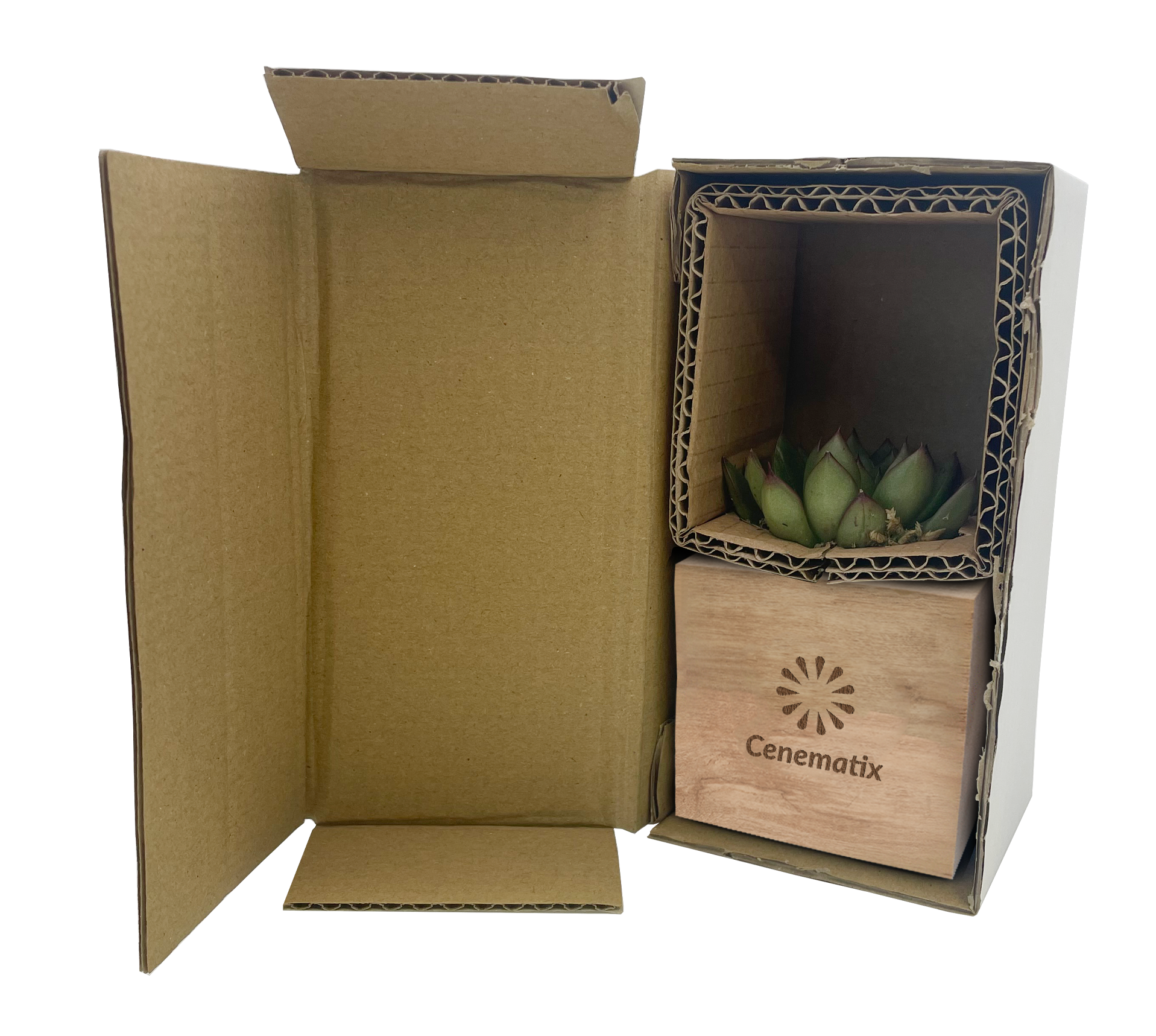 Live plant cube Succulent - Example Artwork 2 (3D) (LPS-002) copy