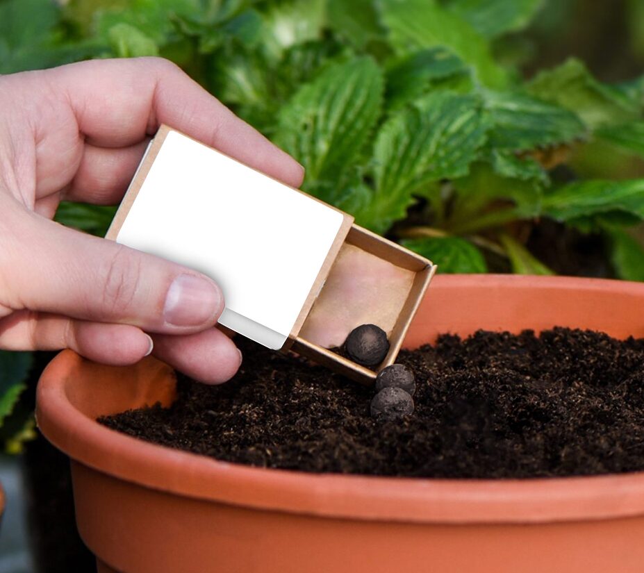 Seed ball Matchboxes - Example Artwork (3D) (GGS-008) Lifestyle Image_Unbranded