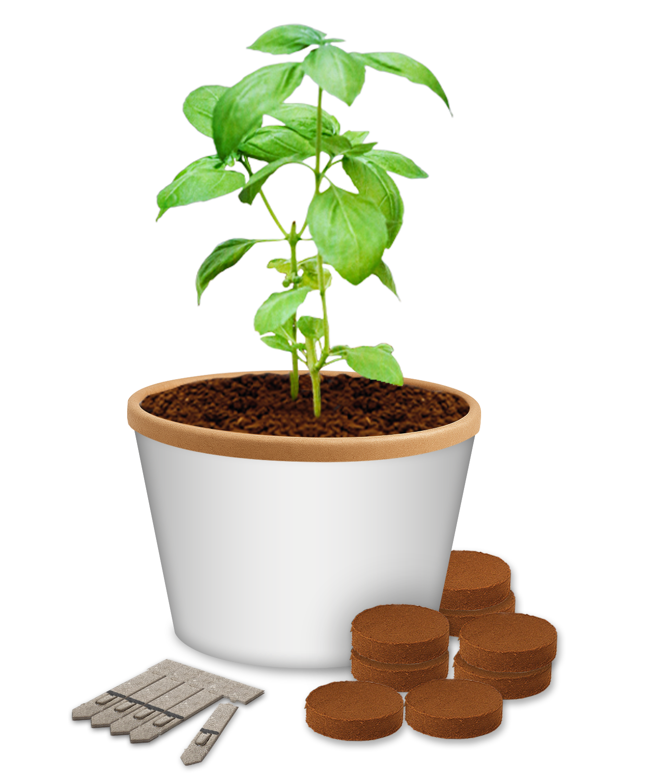 Desktop Cup Gardens - Example Artwork (3D) (GKS-031)_Growing plant_ Unbranded